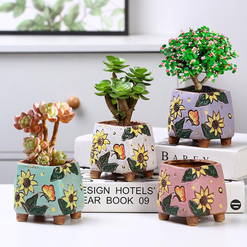 Корейский стиль, подсолнух, го – обзор и цена Echeveria Succulent