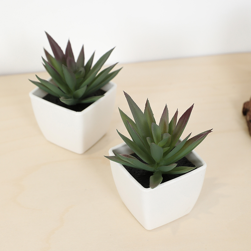 Мини-искусственная суккулентна – обзор и цена Echeveria Succulent